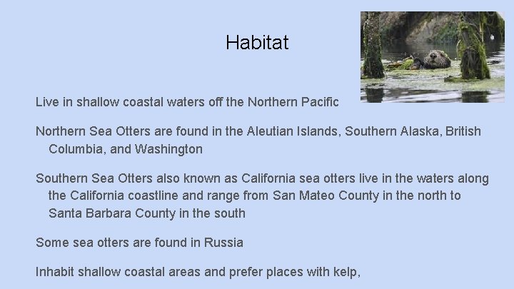 Habitat Live in shallow coastal waters off the Northern Pacific Northern Sea Otters are