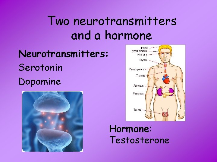 Two neurotransmitters and a hormone Neurotransmitters: Serotonin Dopamine Hormone: Testosterone 