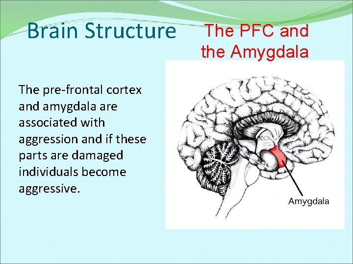 Brain Structure The pre-frontal cortex and amygdala are associated with aggression and if these