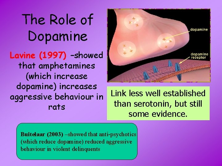 The Role of Dopamine Lavine (1997) –showed that amphetamines (which increase dopamine) increases aggressive