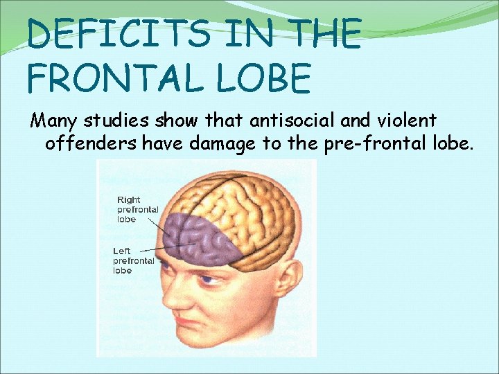 DEFICITS IN THE FRONTAL LOBE Many studies show that antisocial and violent offenders have