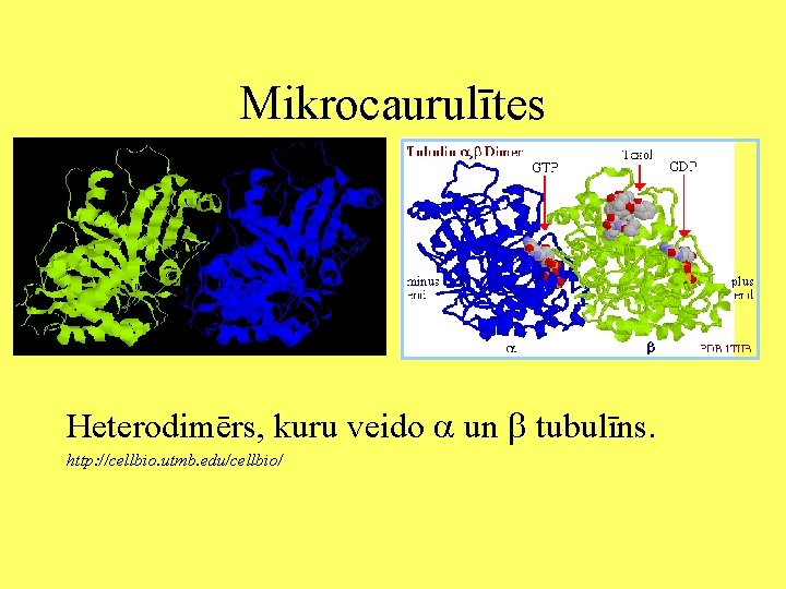 Mikrocaurulītes Heterodimērs, kuru veido un tubulīns. http: //cellbio. utmb. edu/cellbio/ 