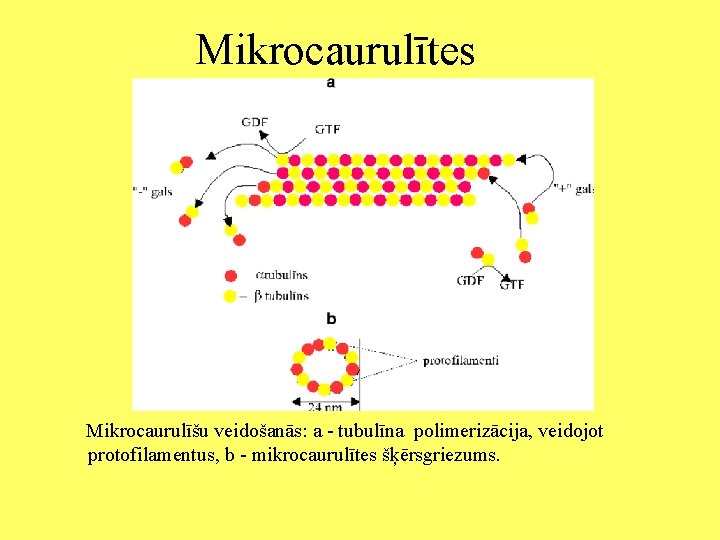 Mikrocaurulītes Mikrocaurulīšu veidošanās: a - tubulīna polimerizācija, veidojot protofilamentus, b - mikrocaurulītes šķērsgriezums. 