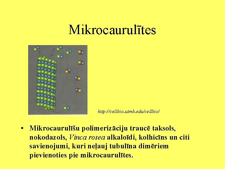 Mikrocaurulītes http: //cellbio. utmb. edu/cellbio/ • Mikrocaurulīšu polimerizāciju traucē taksols, nokodazols, Vinca rosea alkaloīdi,