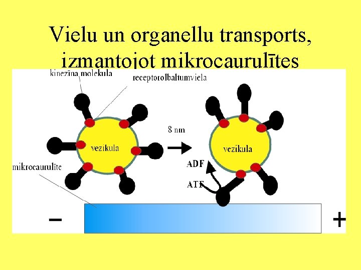 Vielu un organellu transports, izmantojot mikrocaurulītes 