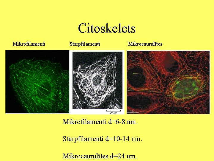 Citoskelets Mikrofilamenti Starpfilamenti Mikrocaurulītes Mikrofilamenti d=6 -8 nm. Starpfilamenti d=10 -14 nm. Mikrocaurulītes d=24