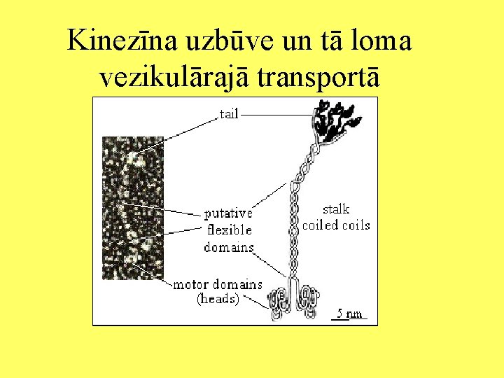 Kinezīna uzbūve un tā loma vezikulārajā transportā 