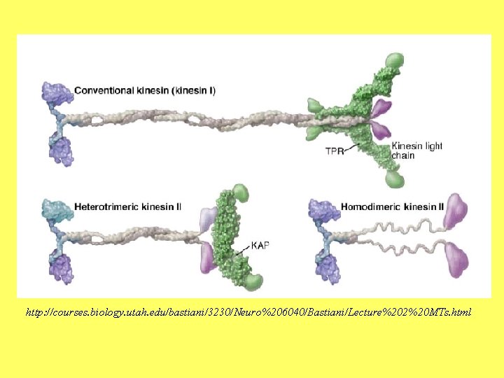 http: //courses. biology. utah. edu/bastiani/3230/Neuro%206040/Bastiani/Lecture%202%20 MTs. html 