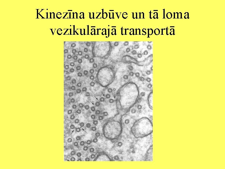 Kinezīna uzbūve un tā loma vezikulārajā transportā 
