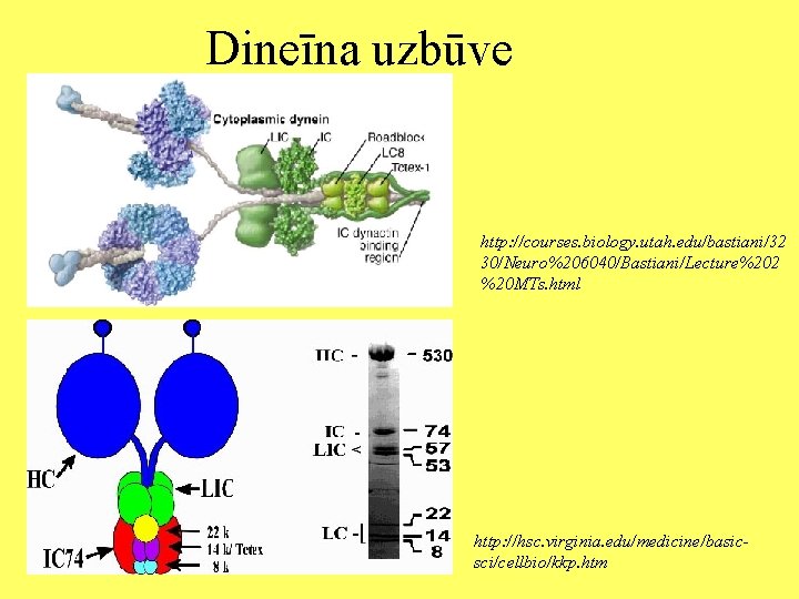 Dineīna uzbūve http: //courses. biology. utah. edu/bastiani/32 30/Neuro%206040/Bastiani/Lecture%202 %20 MTs. html http: //hsc. virginia.