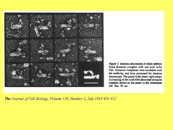 The Journal of Cell Biology, Volume 126, Number 2, July 1994 403 -412 
