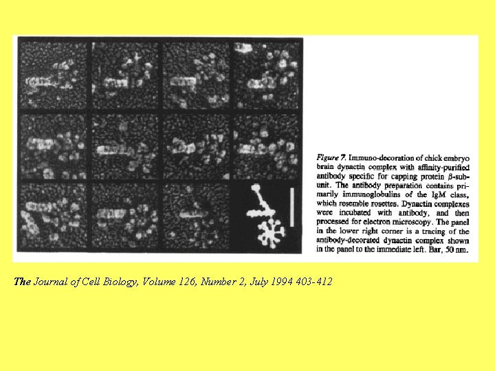 The Journal of Cell Biology, Volume 126, Number 2, July 1994 403 -412 