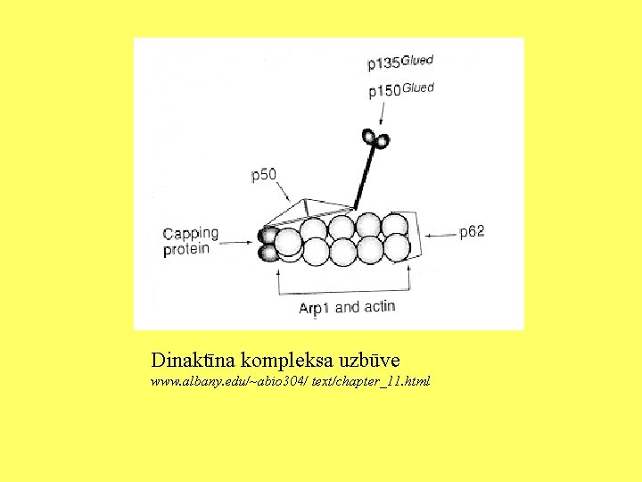 Dinaktīna kompleksa uzbūve www. albany. edu/~abio 304/ text/chapter_11. html 