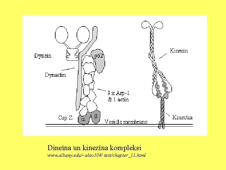 Dineīna un kinezīna kompleksi www. albany. edu/~abio 304/ text/chapter_11. html 