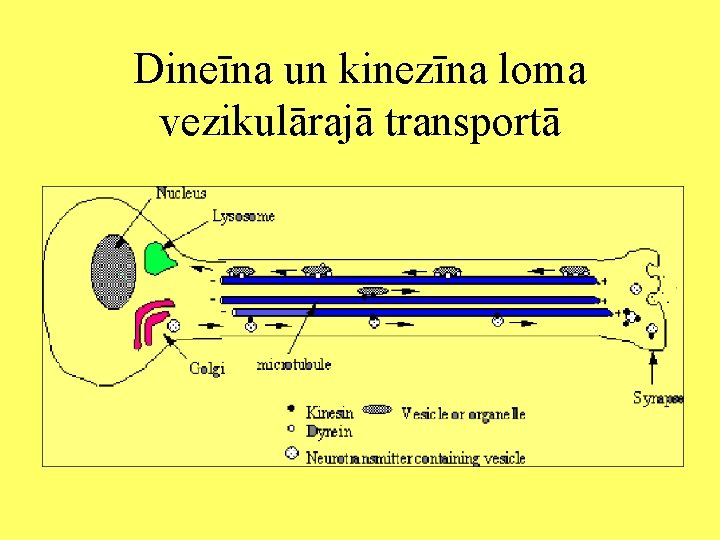 Dineīna un kinezīna loma vezikulārajā transportā 