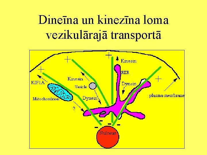 Dineīna un kinezīna loma vezikulārajā transportā 