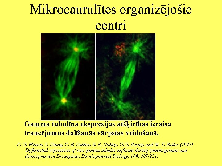 Mikrocaurulītes organizējošie centri Gamma tubulīna ekspresijas atšķirības izraisa traucējumus dalīšanās vārpstas veidošanā. P. G.
