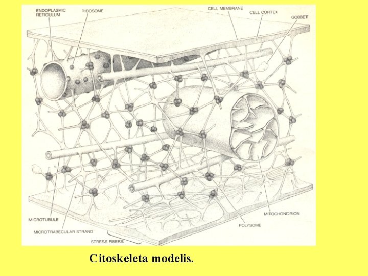 Citoskeleta modelis. 