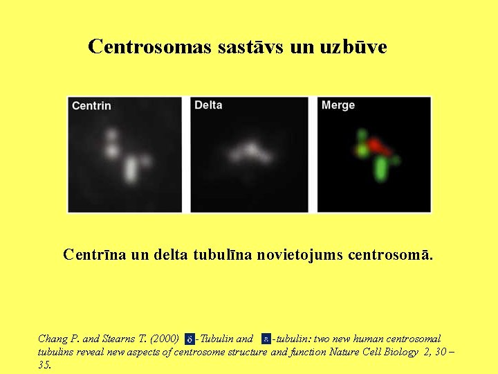 Centrosomas sastāvs un uzbūve Centrīna un delta tubulīna novietojums centrosomā. Chang P. and Stearns
