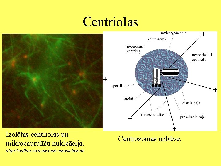 Centriolas Izolētas centriolas un mikrocaurulīšu nukleācija. http: //zellbio. web. med. uni-muenchen. de Centrosomas uzbūve.