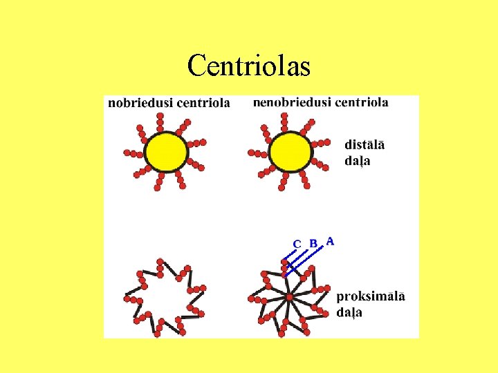 Centriolas 