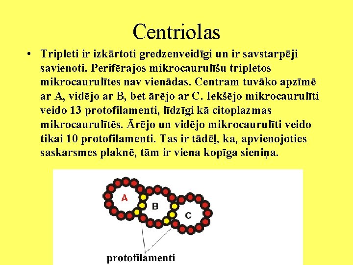 Centriolas • Tripleti ir izkārtoti gredzenveidīgi un ir savstarpēji savienoti. Perifērajos mikrocaurulīšu tripletos mikrocaurulītes