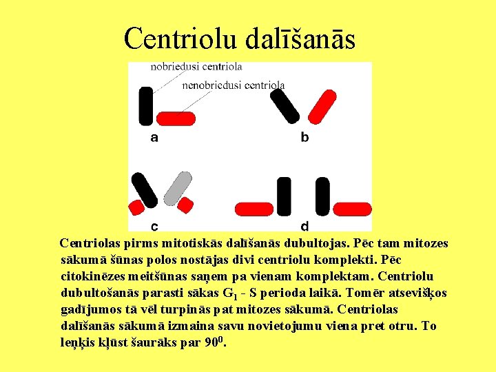Centriolu dalīšanās Centriolas pirms mitotiskās dalīšanās dubultojas. Pēc tam mitozes sākumā šūnas polos nostājas