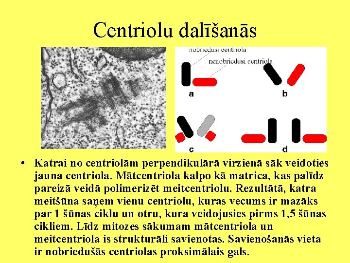 Centriolu dalīšanās • Katrai no centriolām perpendikulārā virzienā sāk veidoties jauna centriola. Mātcentriola kalpo