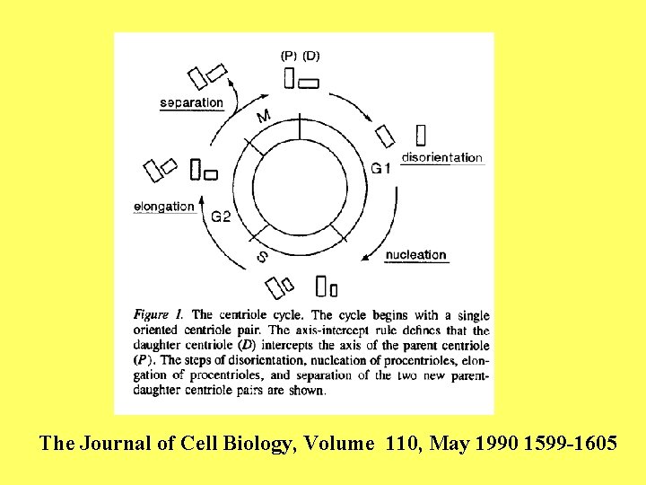 The Journal of Cell Biology, Volume 110, May 1990 1599 -1605 