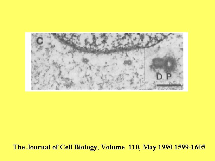The Journal of Cell Biology, Volume 110, May 1990 1599 -1605 
