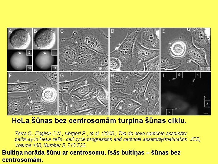 He. La šūnas bez centrosomām turpina šūnas ciklu. Terra S. , English C. N.