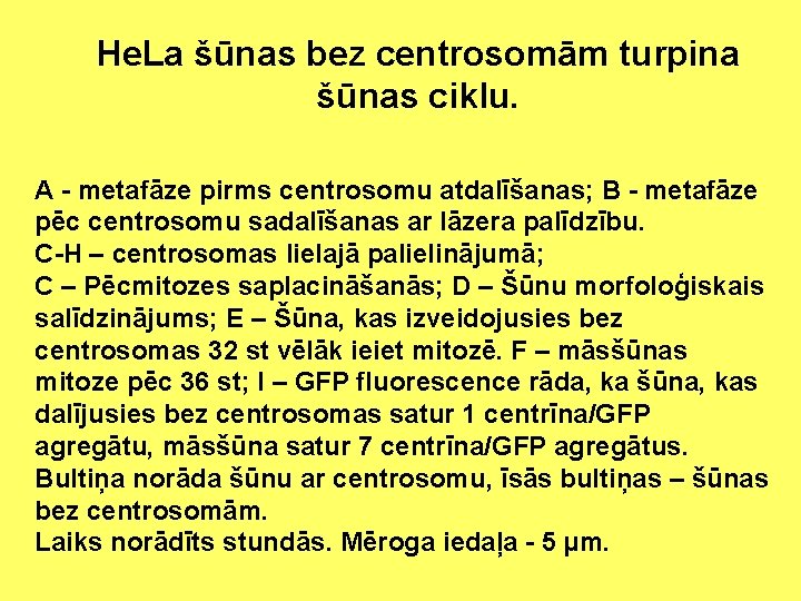 He. La šūnas bez centrosomām turpina šūnas ciklu. A - metafāze pirms centrosomu atdalīšanas;