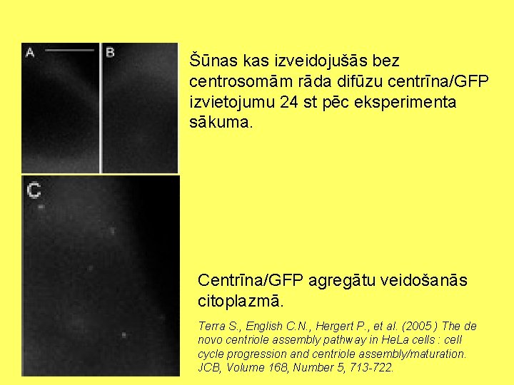 Šūnas kas izveidojušās bez centrosomām rāda difūzu centrīna/GFP izvietojumu 24 st pēc eksperimenta sākuma.