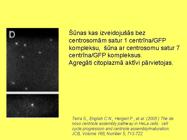 Šūnas kas izveidojušās bez centrosomām satur 1 centrīna/GFP kompleksu, šūna ar centrosomu satur 7