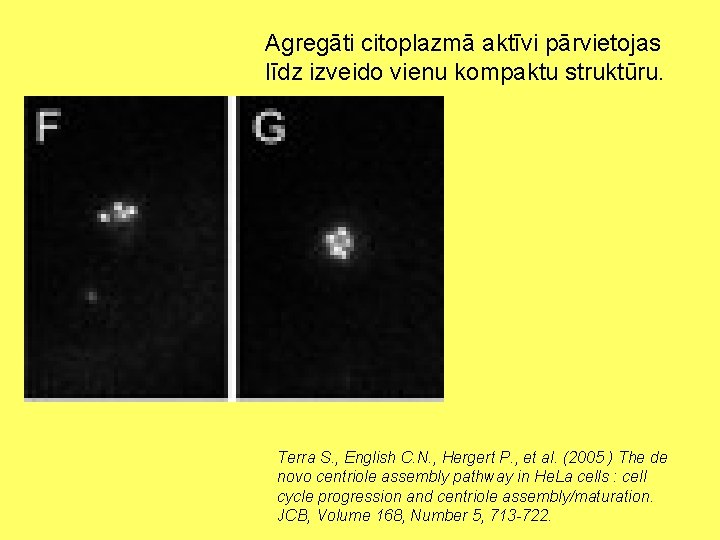 Agregāti citoplazmā aktīvi pārvietojas līdz izveido vienu kompaktu struktūru. Terra S. , English C.