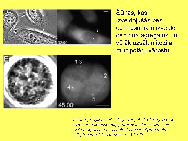 Šūnas, kas izveidojušās bez centrosomām izveido centrīna agregātus un vēlāk uzsāk mitozi ar multipolāru