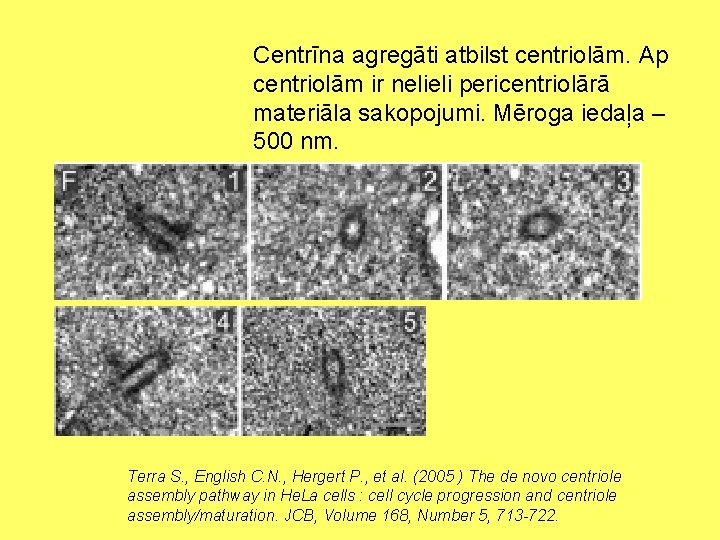 Centrīna agregāti atbilst centriolām. Ap centriolām ir nelieli pericentriolārā materiāla sakopojumi. Mēroga iedaļa –