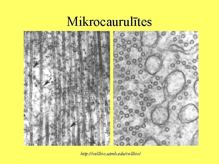 Mikrocaurulītes http: //cellbio. utmb. edu/cellbio/ 