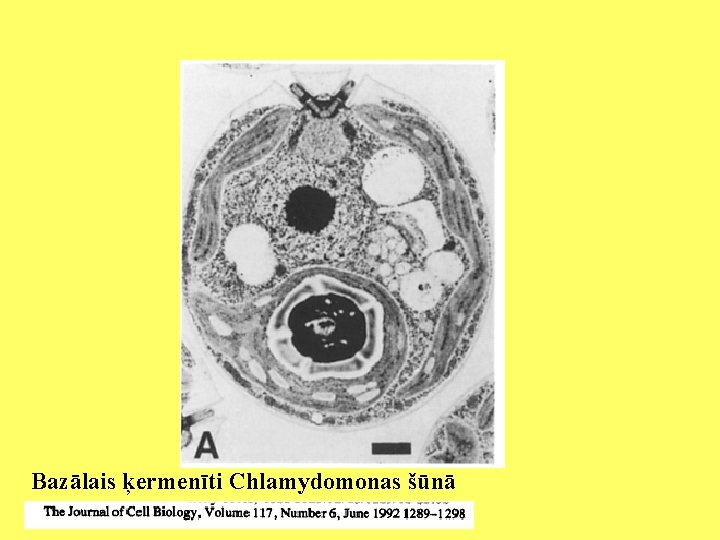 Bazālais ķermenīti Chlamydomonas šūnā 