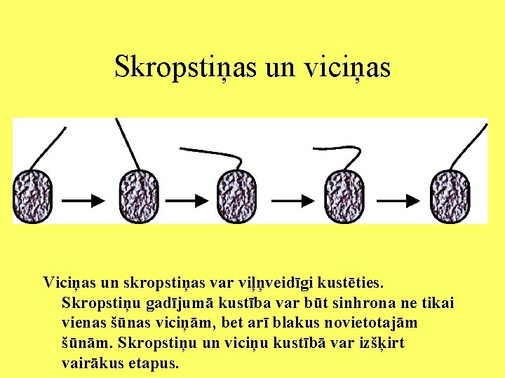 Skropstiņas un viciņas Viciņas un skropstiņas var viļņveidīgi kustēties. Skropstiņu gadījumā kustība var būt