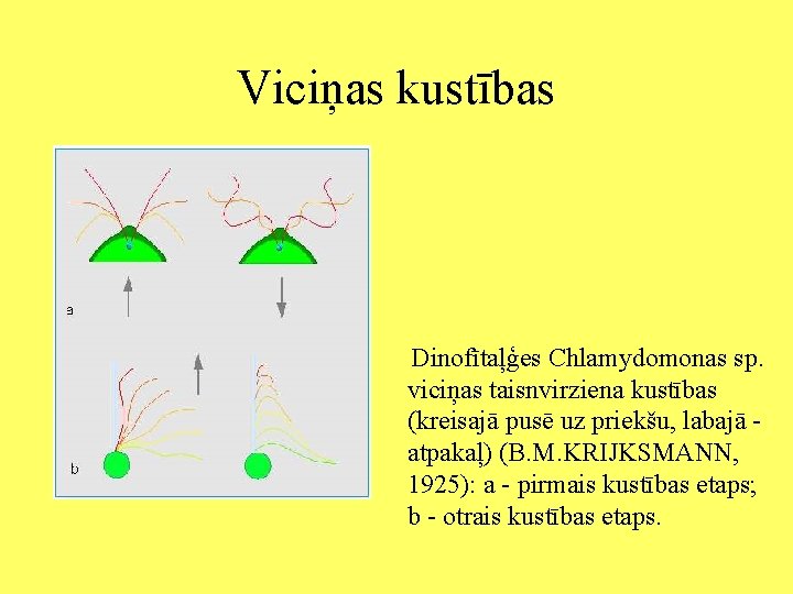 Viciņas kustības Dinofītaļģes Chlamydomonas sp. viciņas taisnvirziena kustības (kreisajā pusē uz priekšu, labajā atpakaļ)