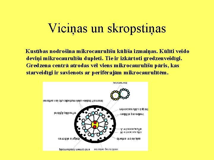 Viciņas un skropstiņas Kustības nodrošina mikrocaurulīšu kūlīša izmaiņas. Kūlīti veido deviņi mikrocaurulīšu dupleti. Tie