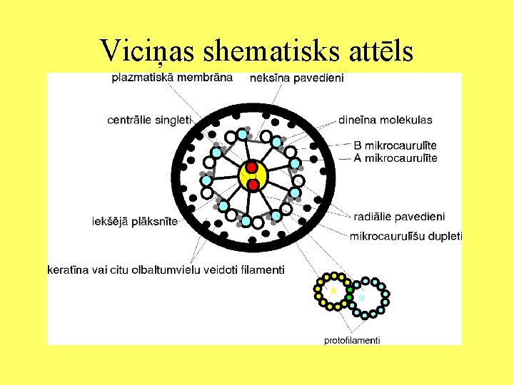 Viciņas shematisks attēls 