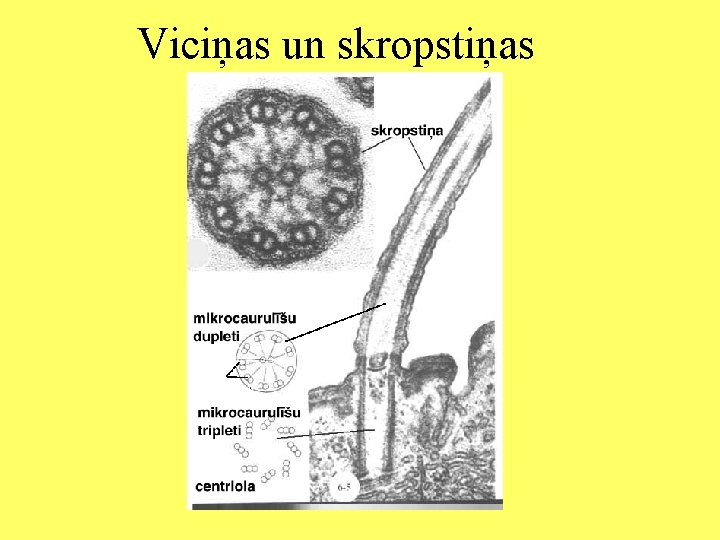 Viciņas un skropstiņas 