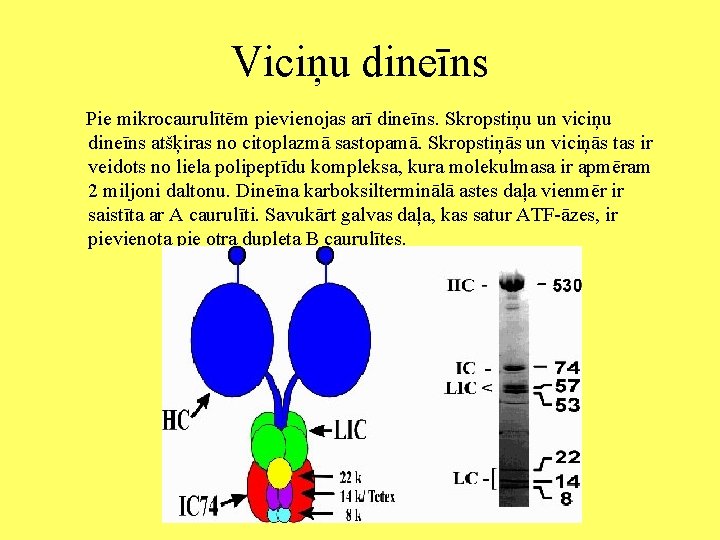 Viciņu dineīns Pie mikrocaurulītēm pievienojas arī dineīns. Skropstiņu un viciņu dineīns atšķiras no citoplazmā