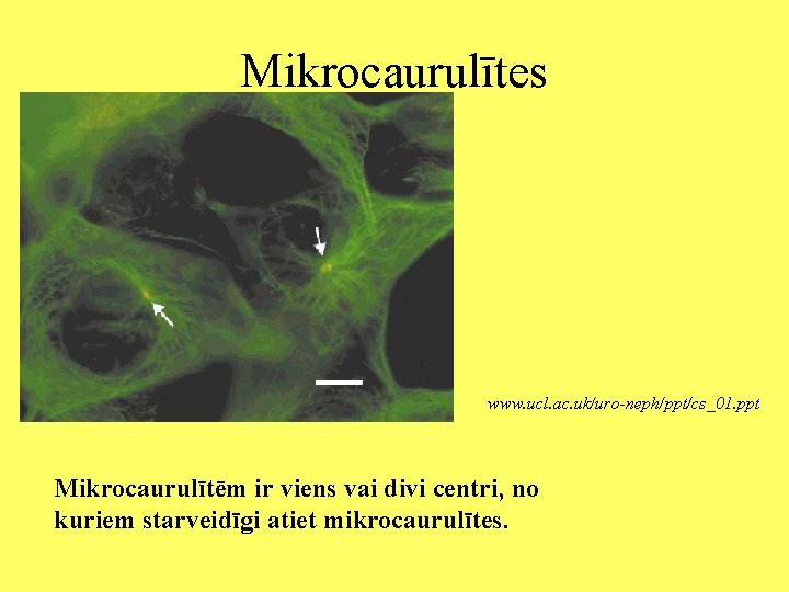 Mikrocaurulītes www. ucl. ac. uk/uro-neph/ppt/cs_01. ppt Mikrocaurulītēm ir viens vai divi centri, no kuriem