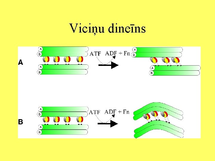 Viciņu dineīns 