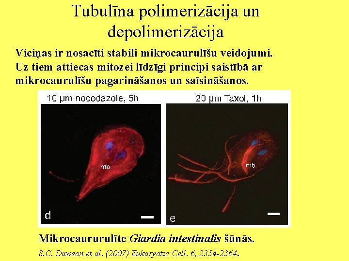 Tubulīna polimerizācija un depolimerizācija Viciņas ir nosacīti stabili mikrocaurulīšu veidojumi. Uz tiem attiecas mitozei