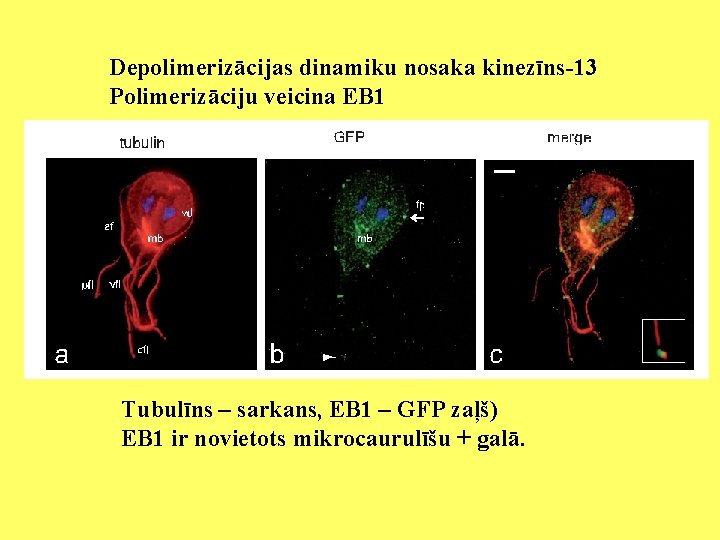 Depolimerizācijas dinamiku nosaka kinezīns-13 Polimerizāciju veicina EB 1 Tubulīns – sarkans, EB 1 –