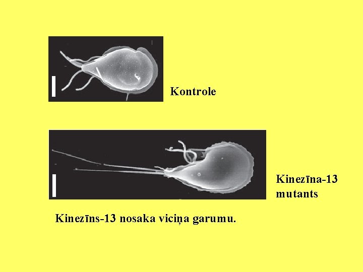 Kontrole Kinezīna-13 mutants Kinezīns-13 nosaka viciņa garumu. 